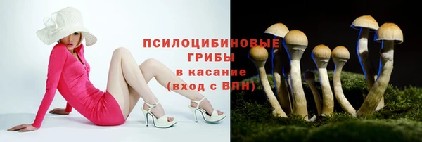 стаф Новокубанск